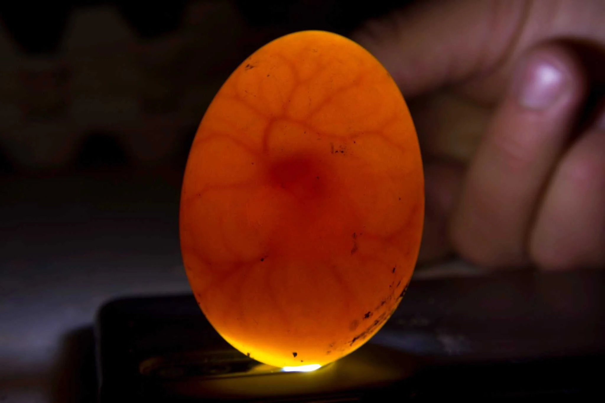 baby bearded dragon hatching