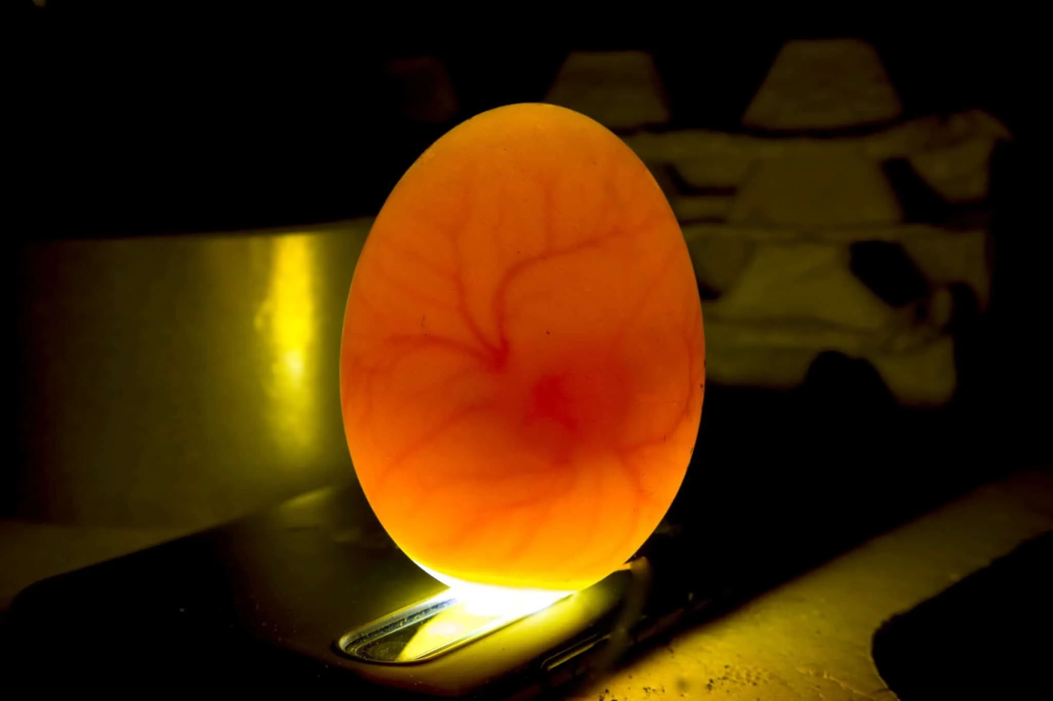 bearded dragon egg candling timeline