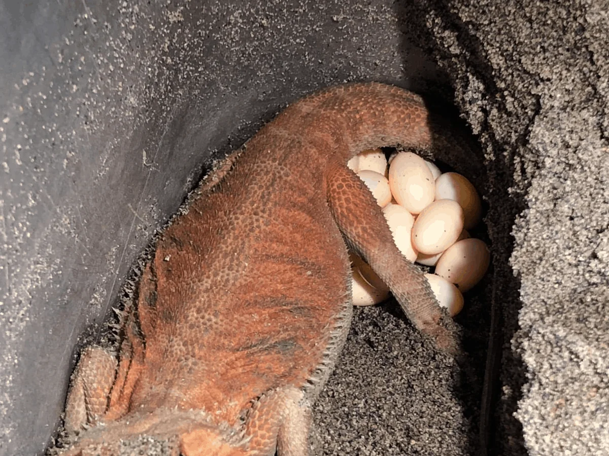 incubator setup bearded dragon eggs