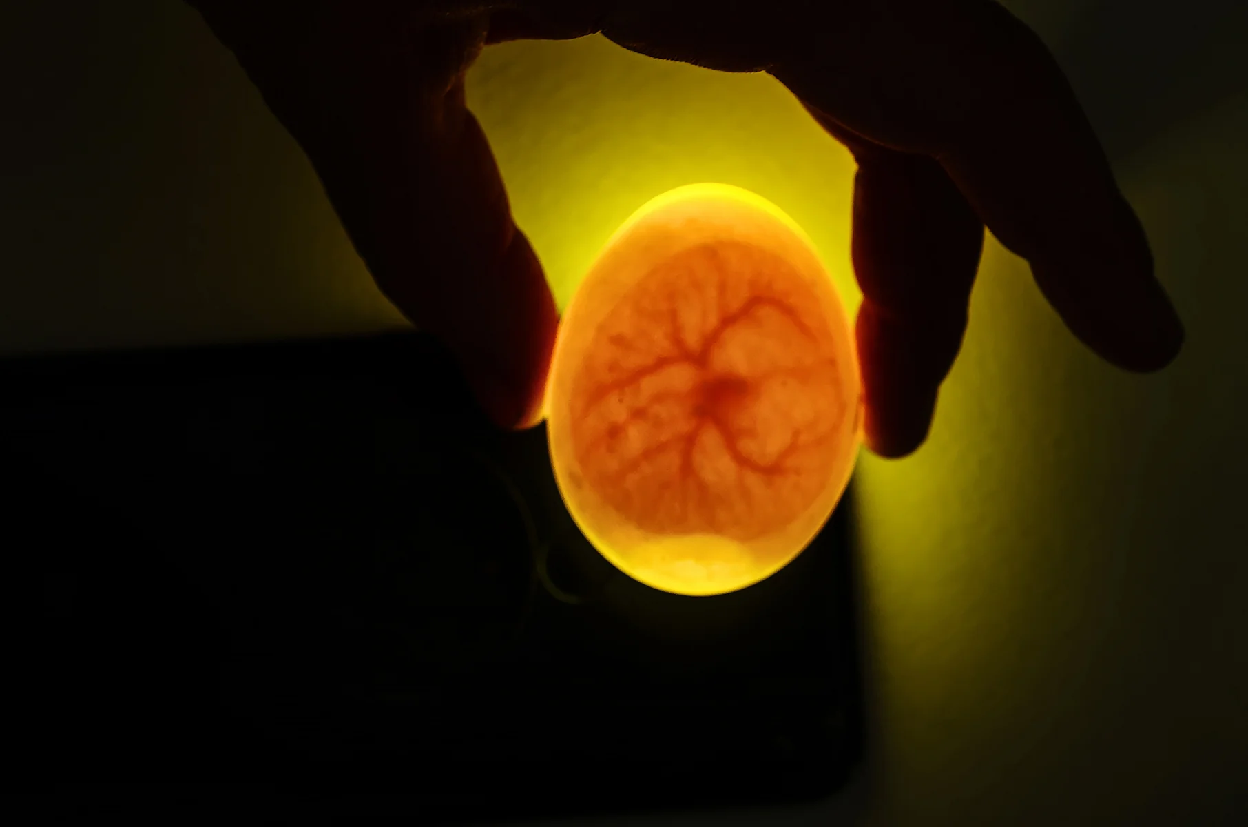 infertile bearded dragon egg