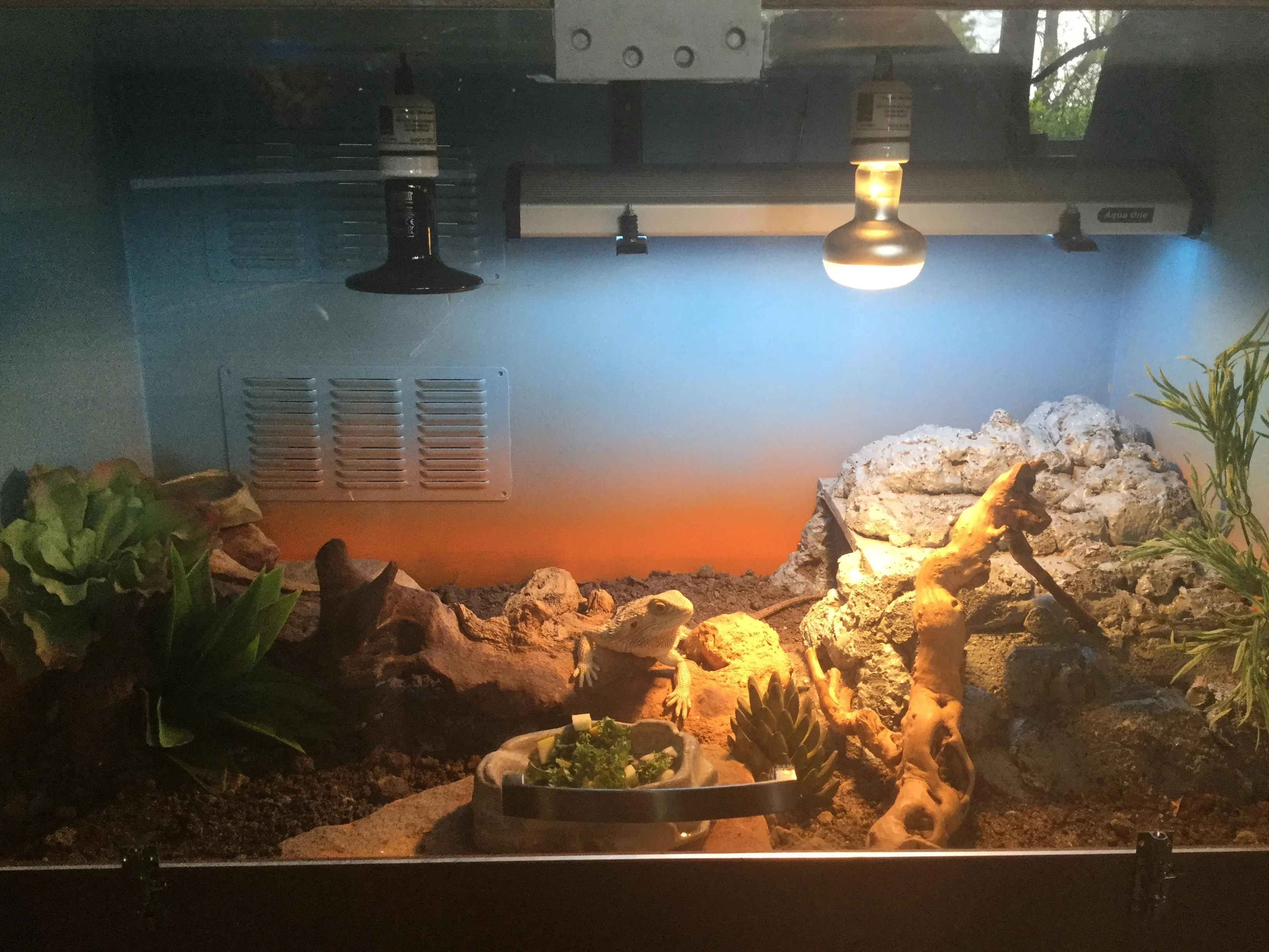 bearded dragon led lighting