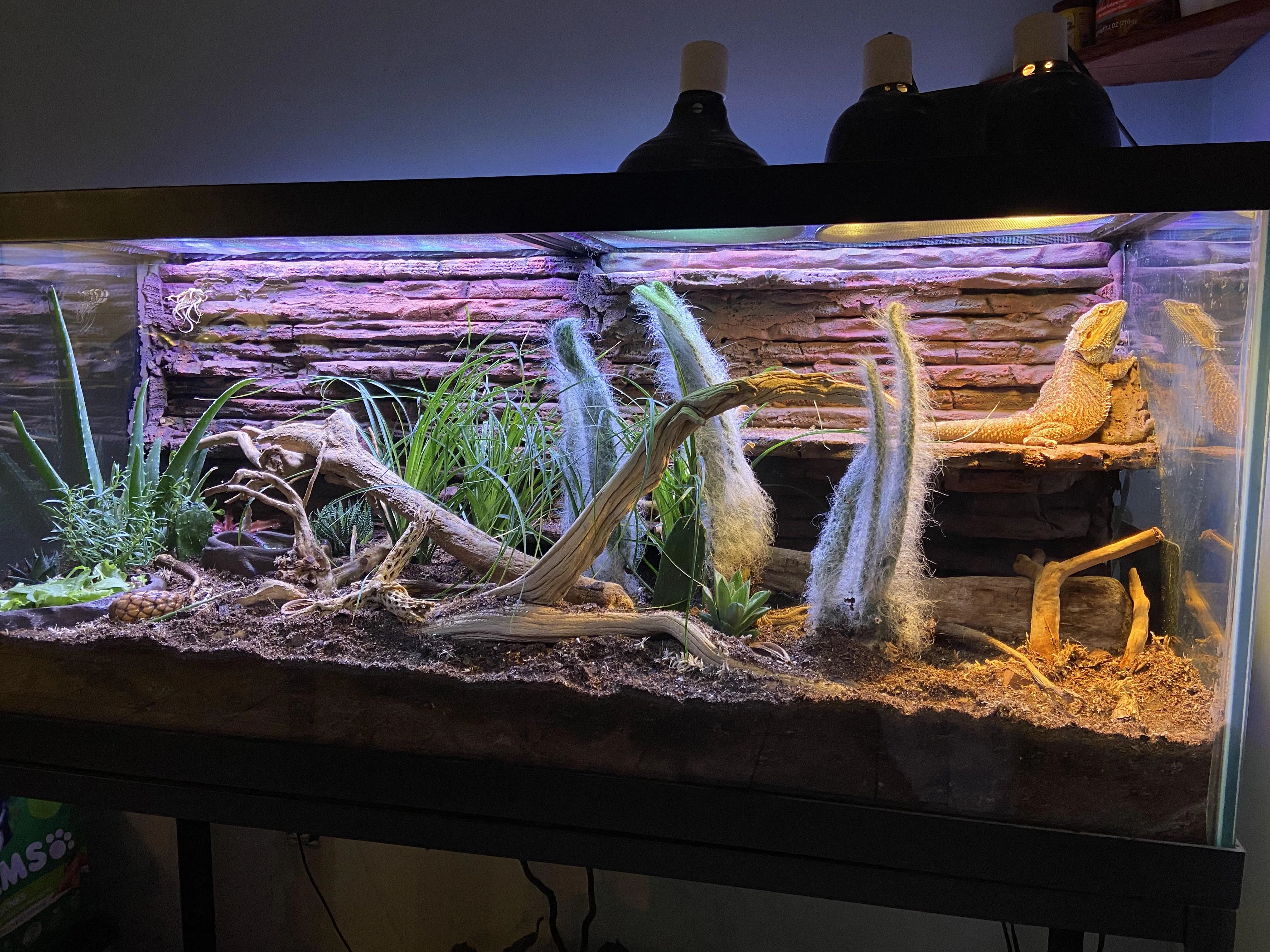 bearded dragon thermometer