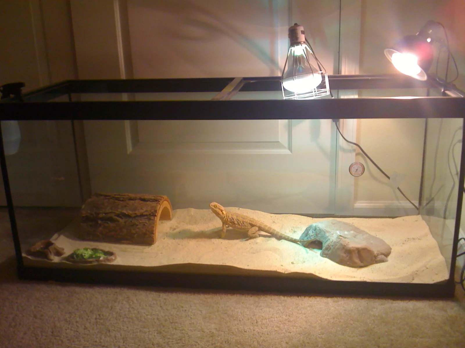 bearded dragon heat gradient