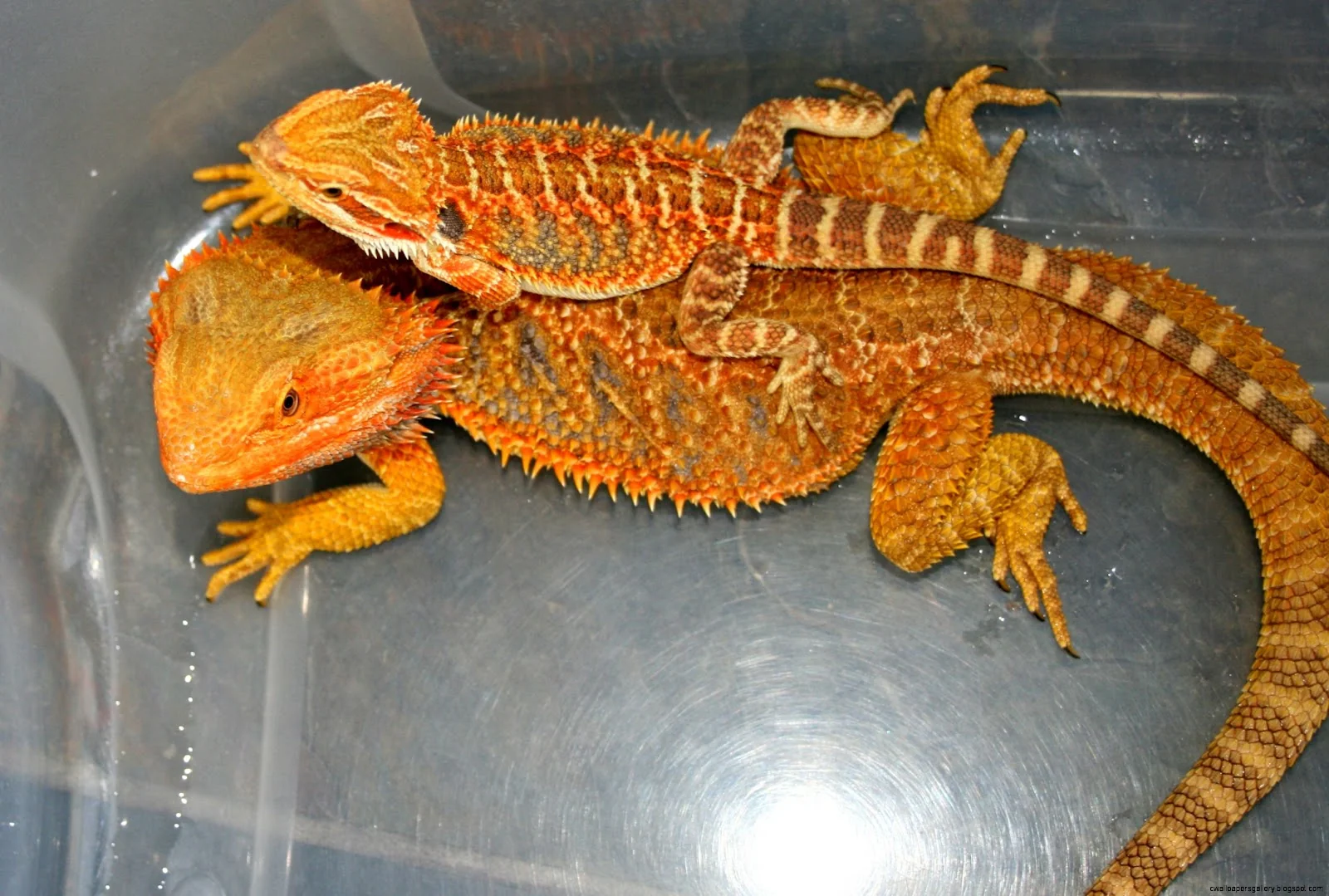 bearded dragon thermometer