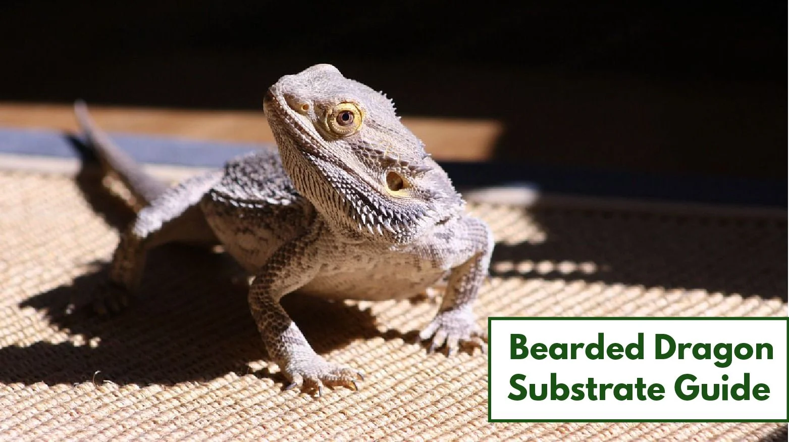bearded dragon dirty substrate signs
