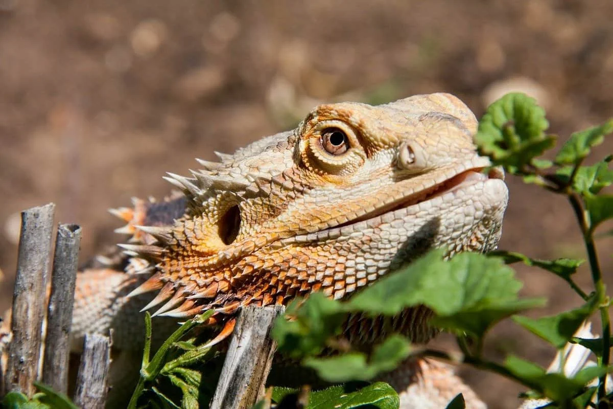 bearded dragon happy