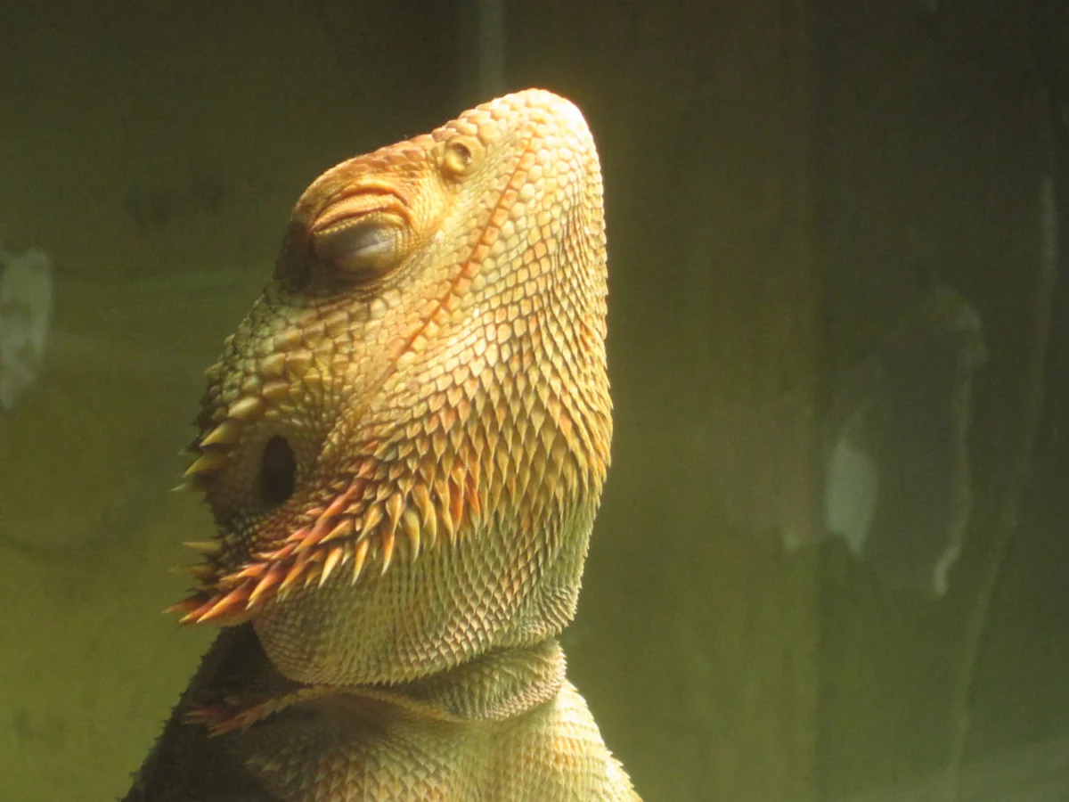defensive bearded dragon