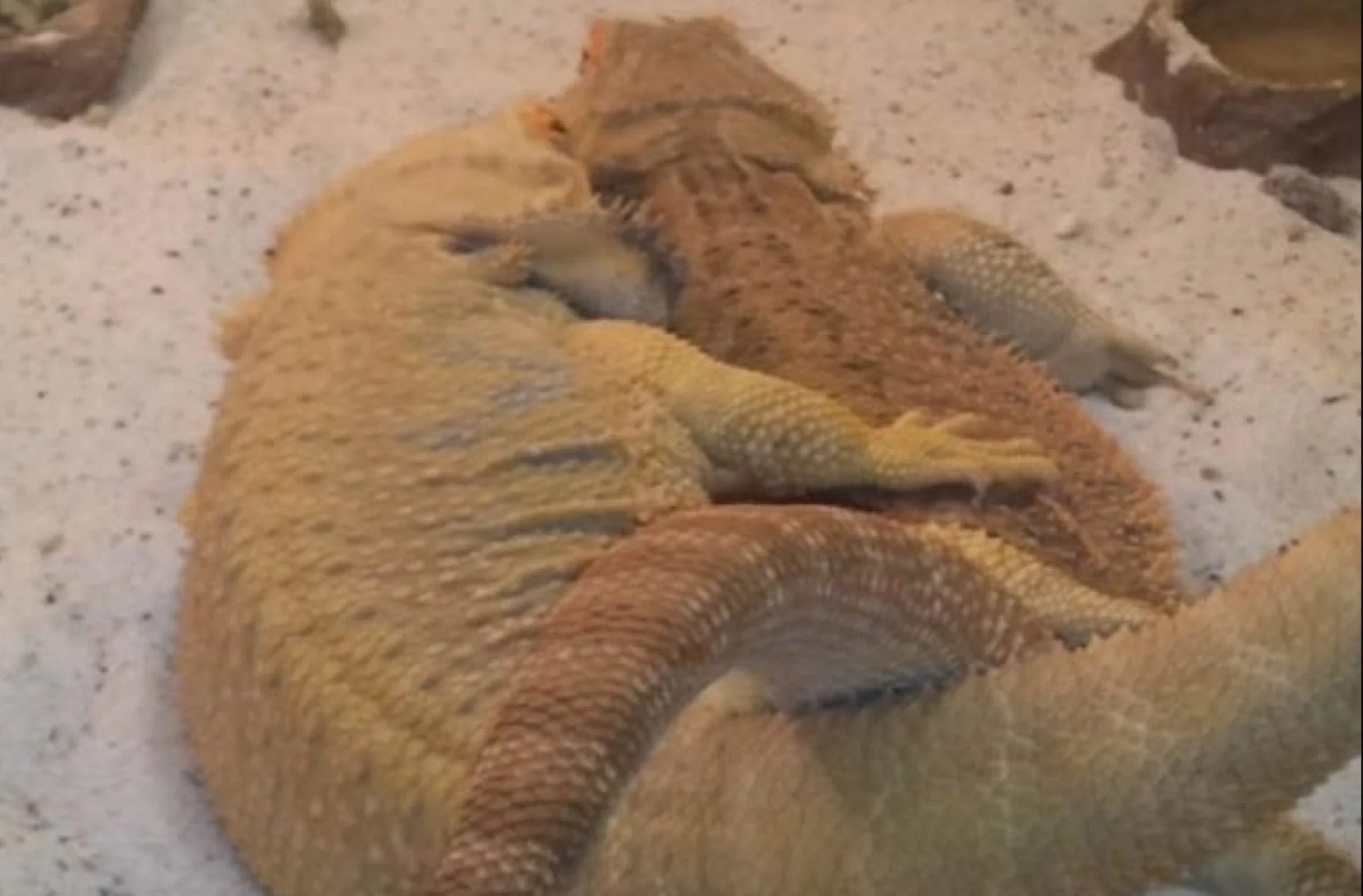 female bearded dragon