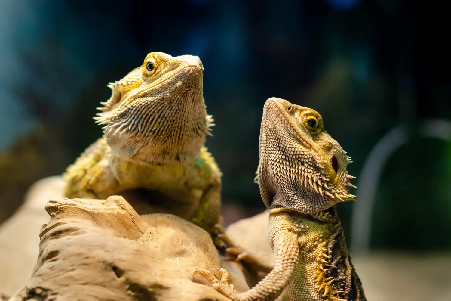 img/15_healthy-bearded-dragons.webp