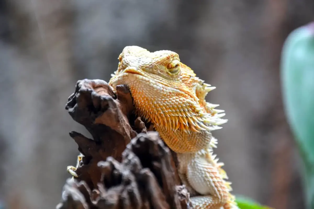 male bearded dragon