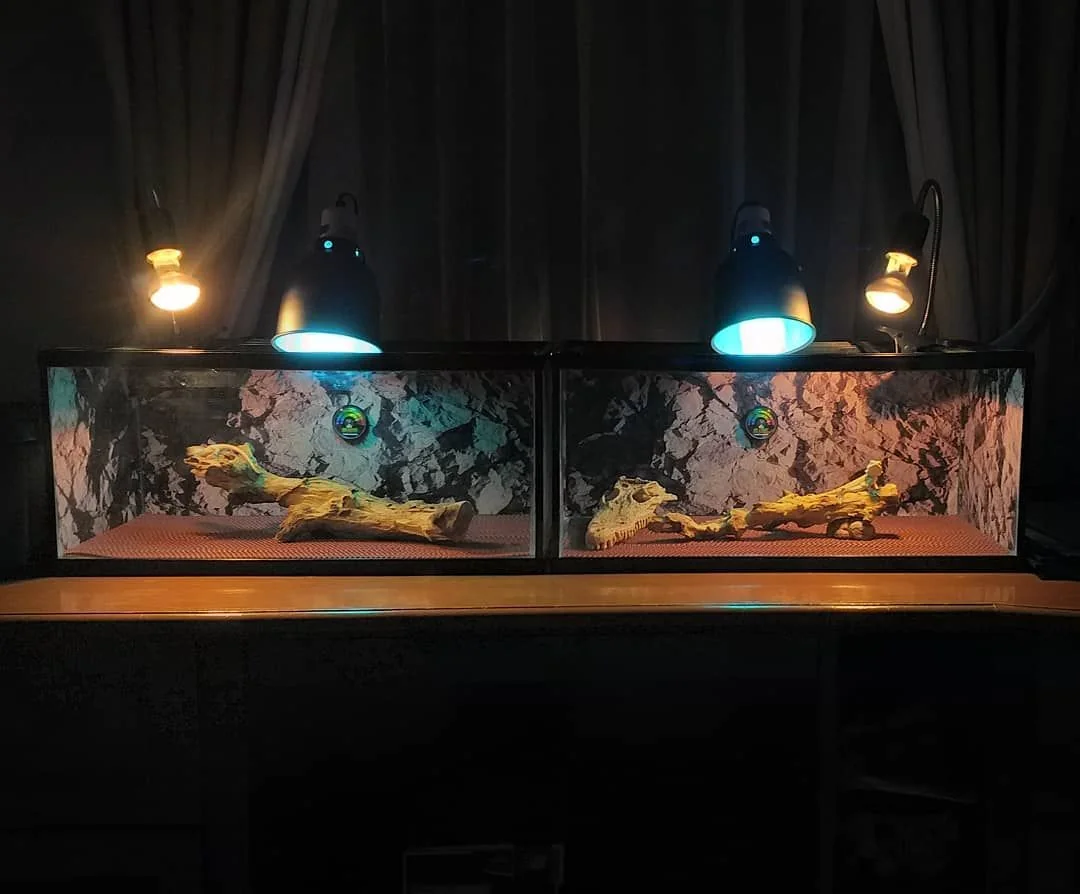 bearded dragon healthy