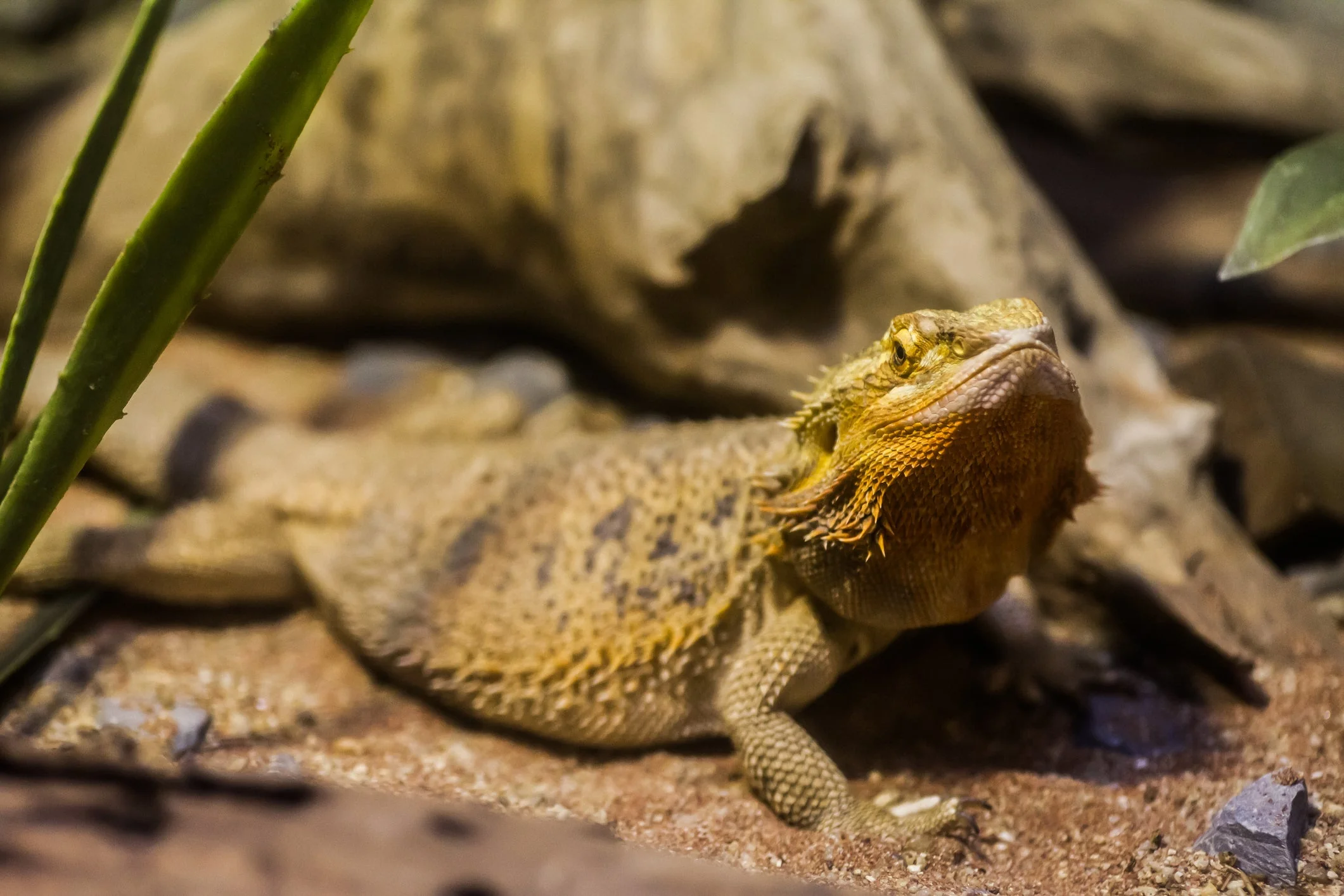img/164_bearded-dragon-substrate-health.webp