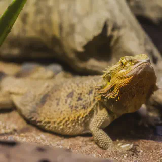 img/164_bearded-dragon-substrate-health.webp