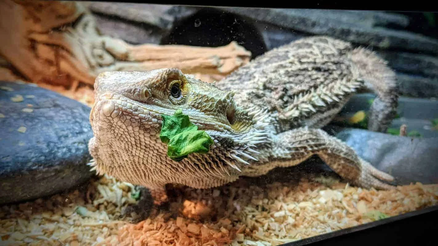 bearded dragon fruit food