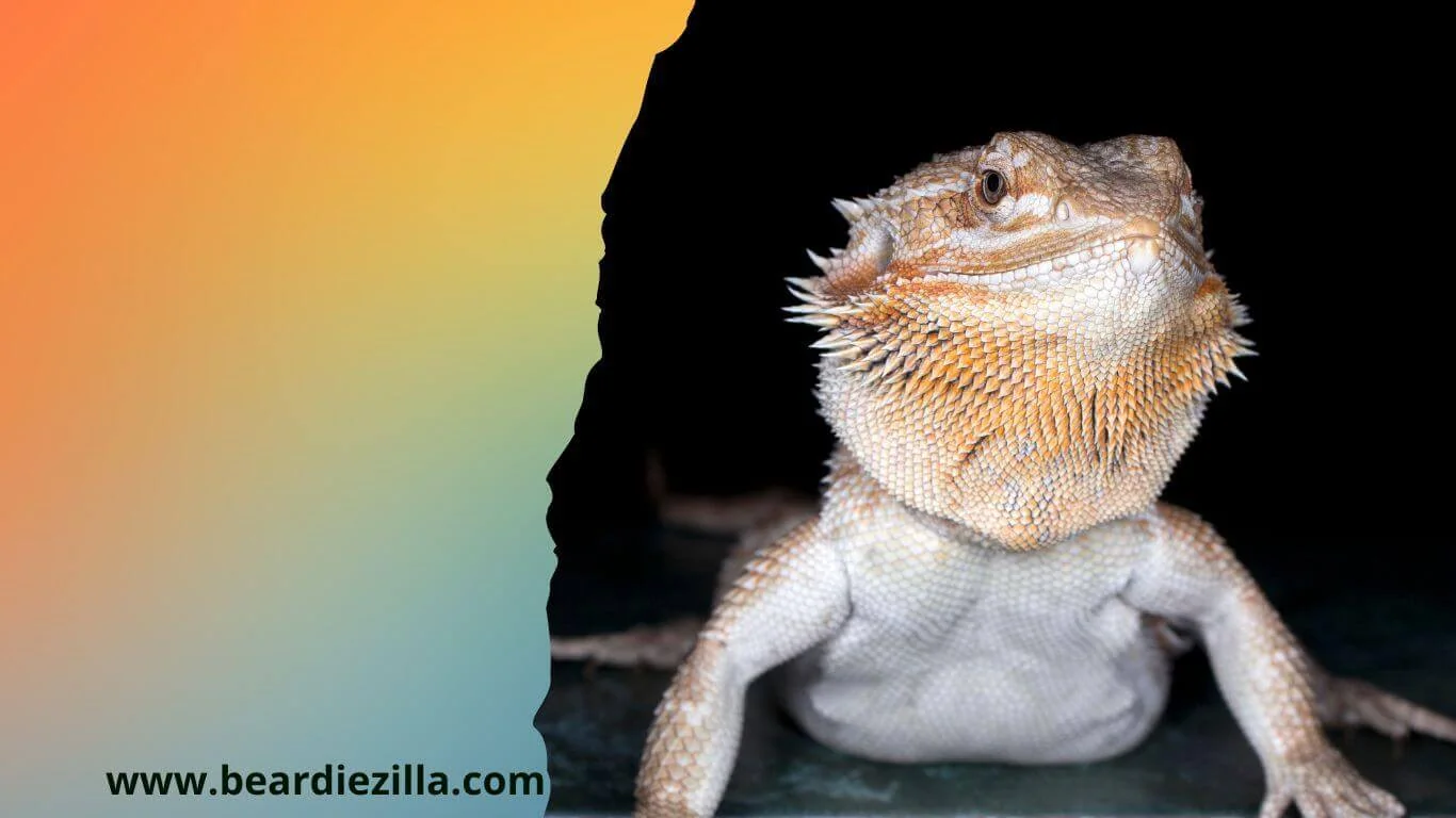 bearded dragon color changes
