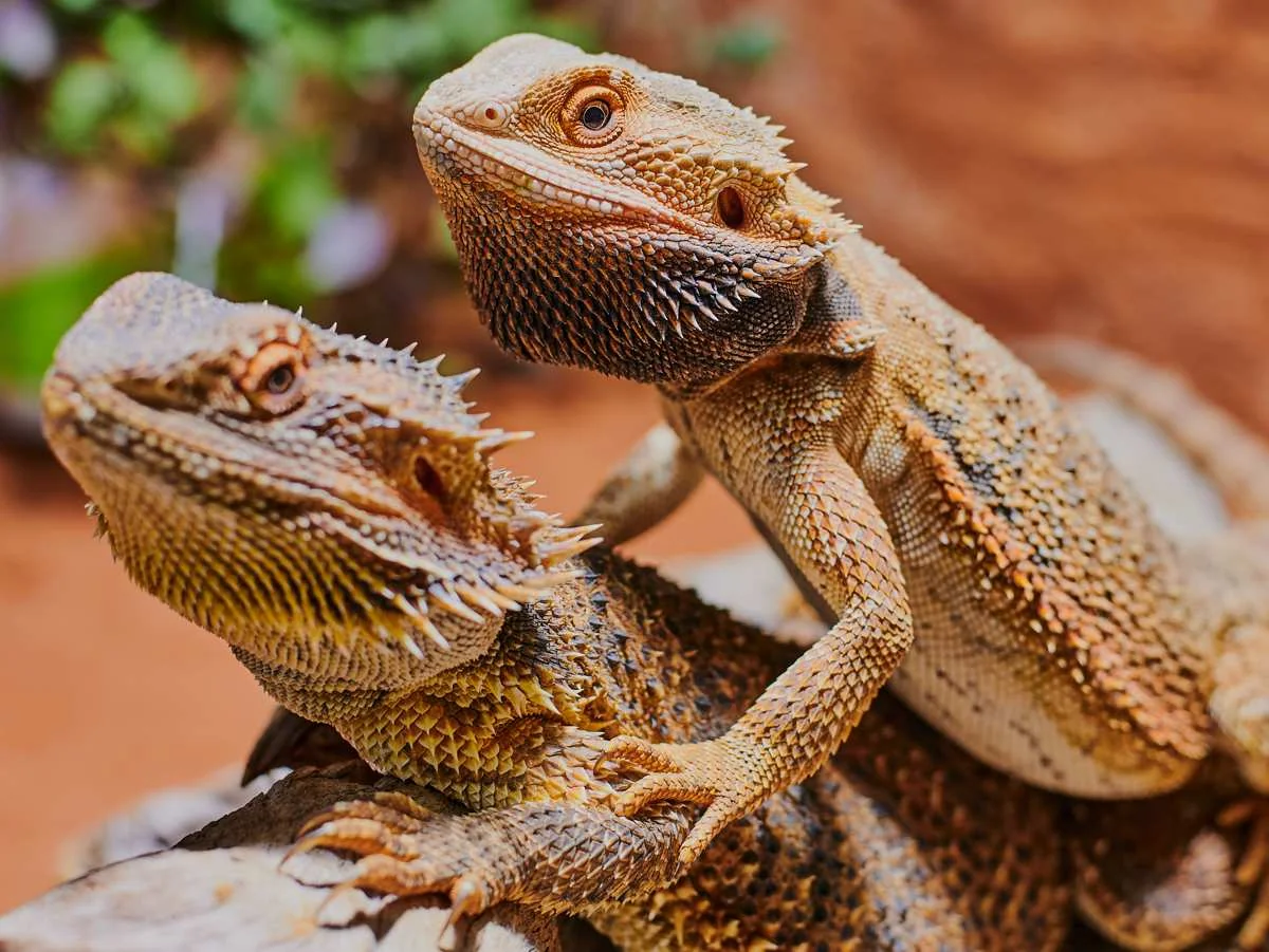 bearded dragon feeding habits