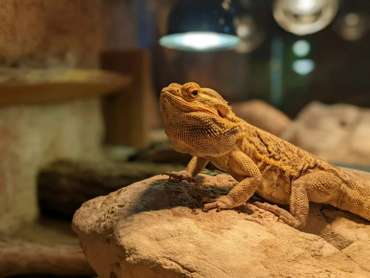 bearded dragon uvb lighting