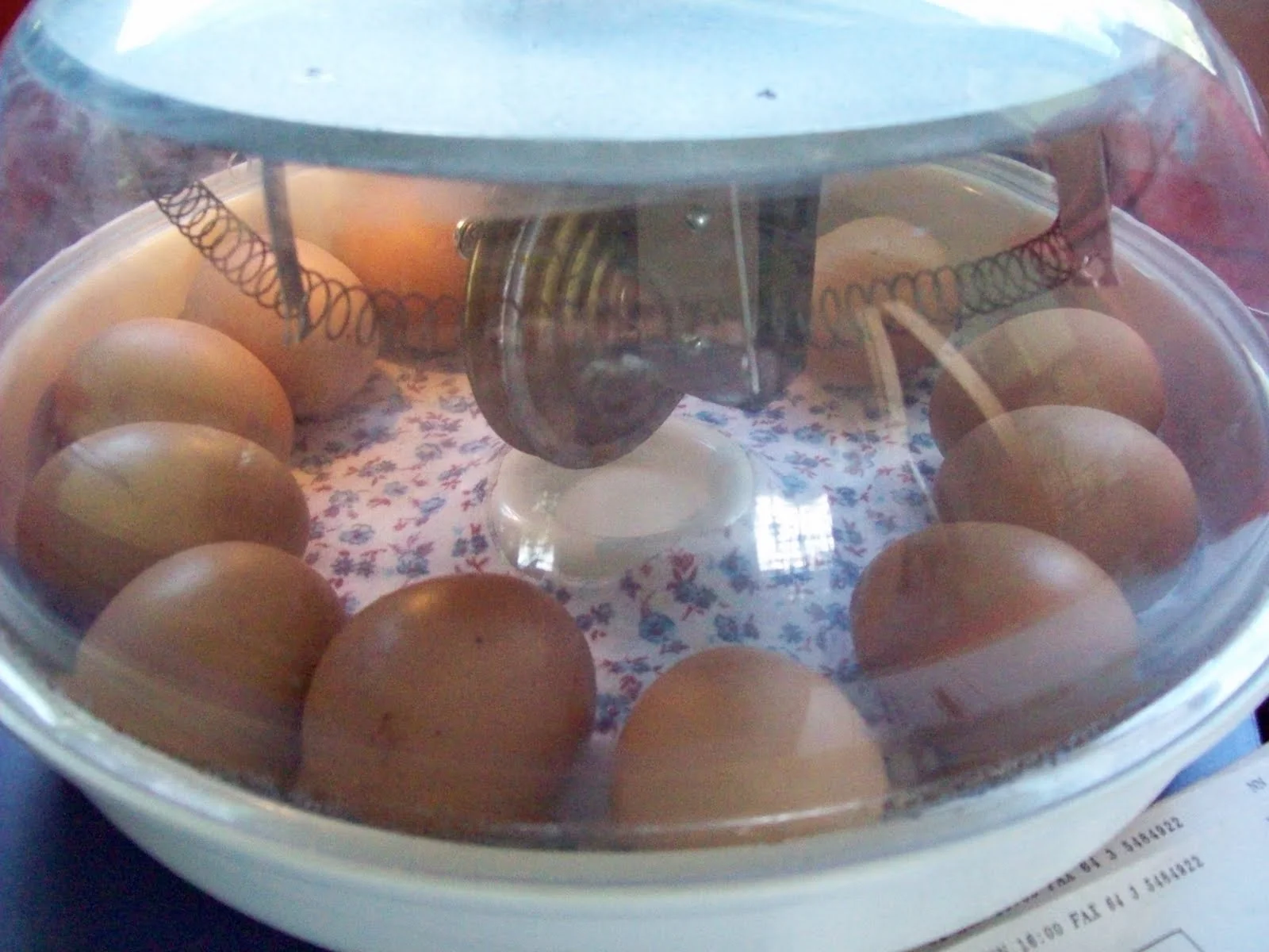 baby bearded dragons