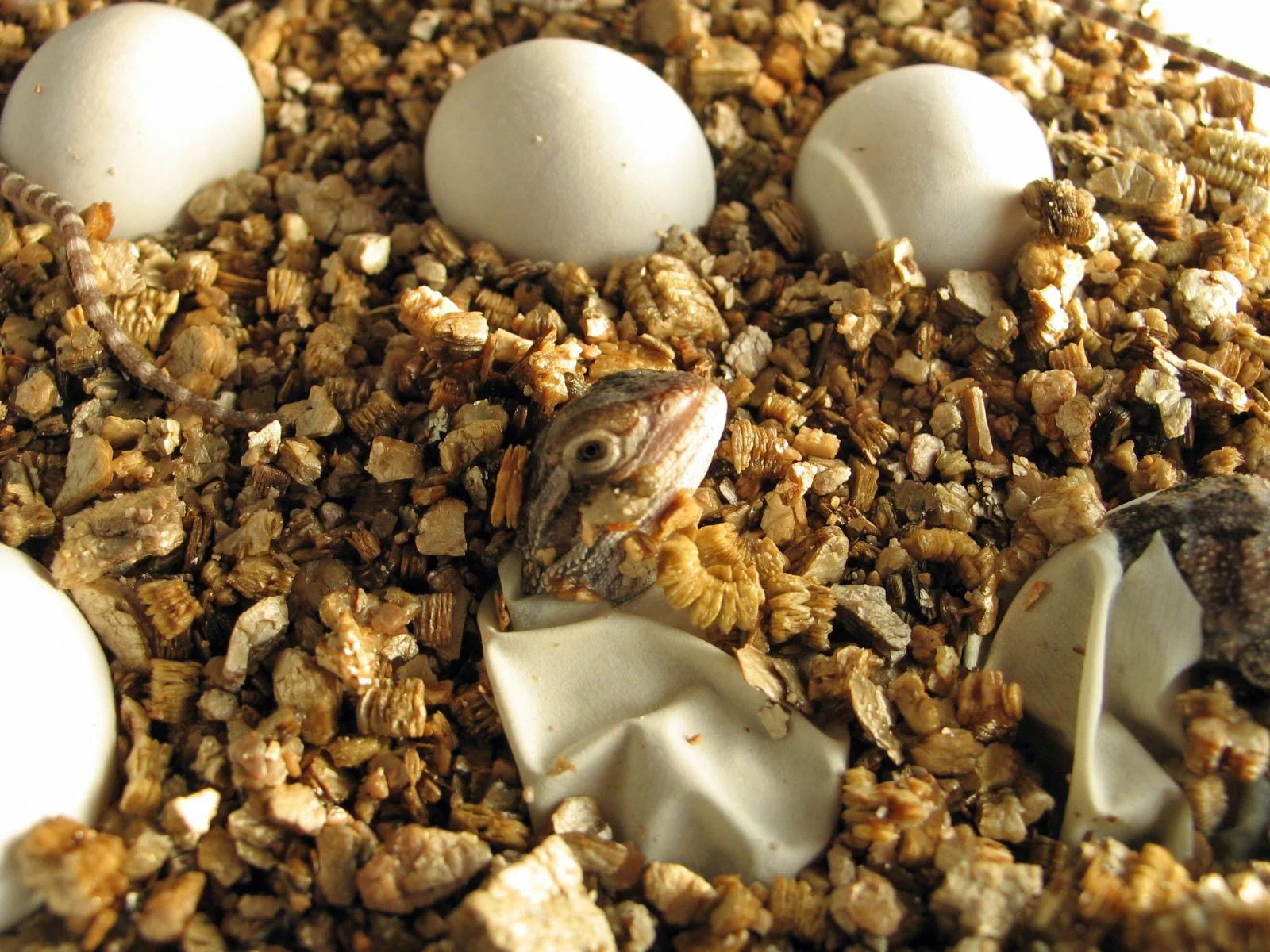 bearded dragon temperature