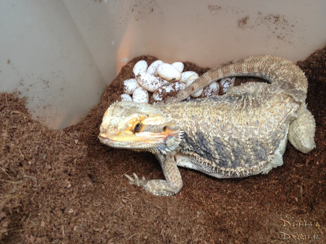 bearded dragons mating