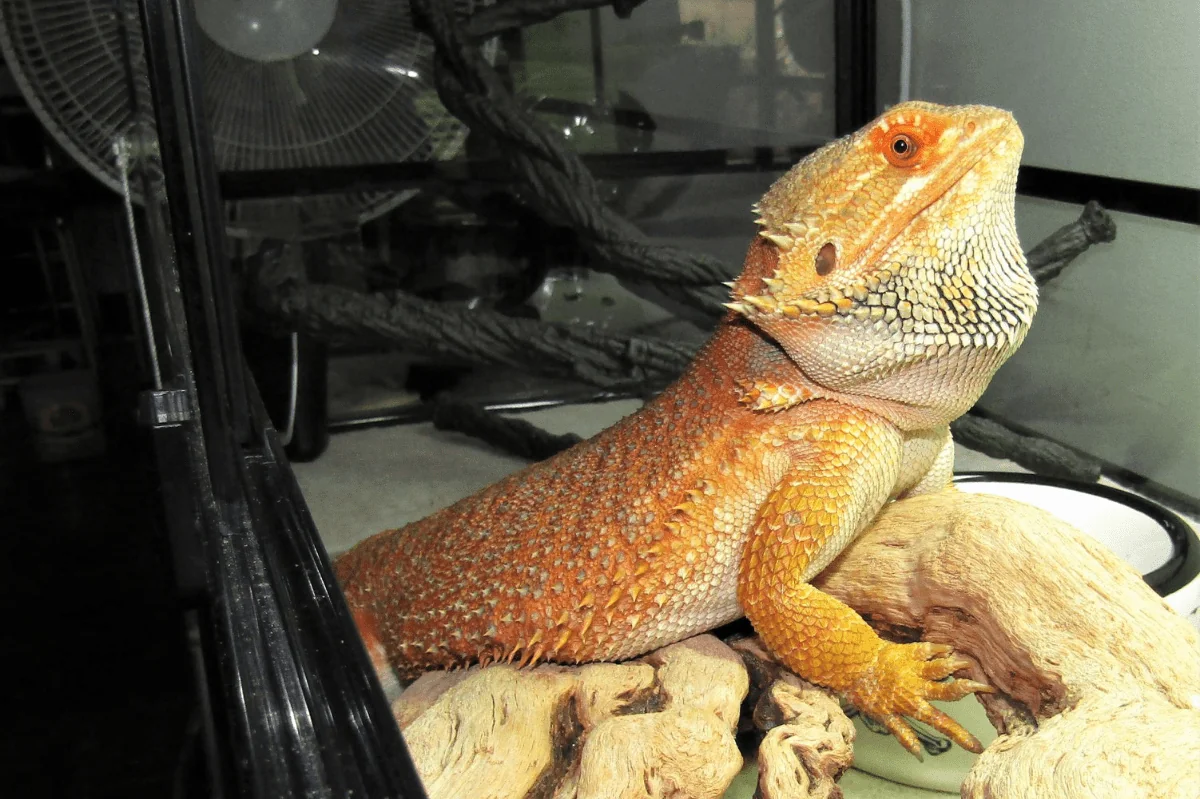 img/171_bearded-dragon-lighting-setup.webp