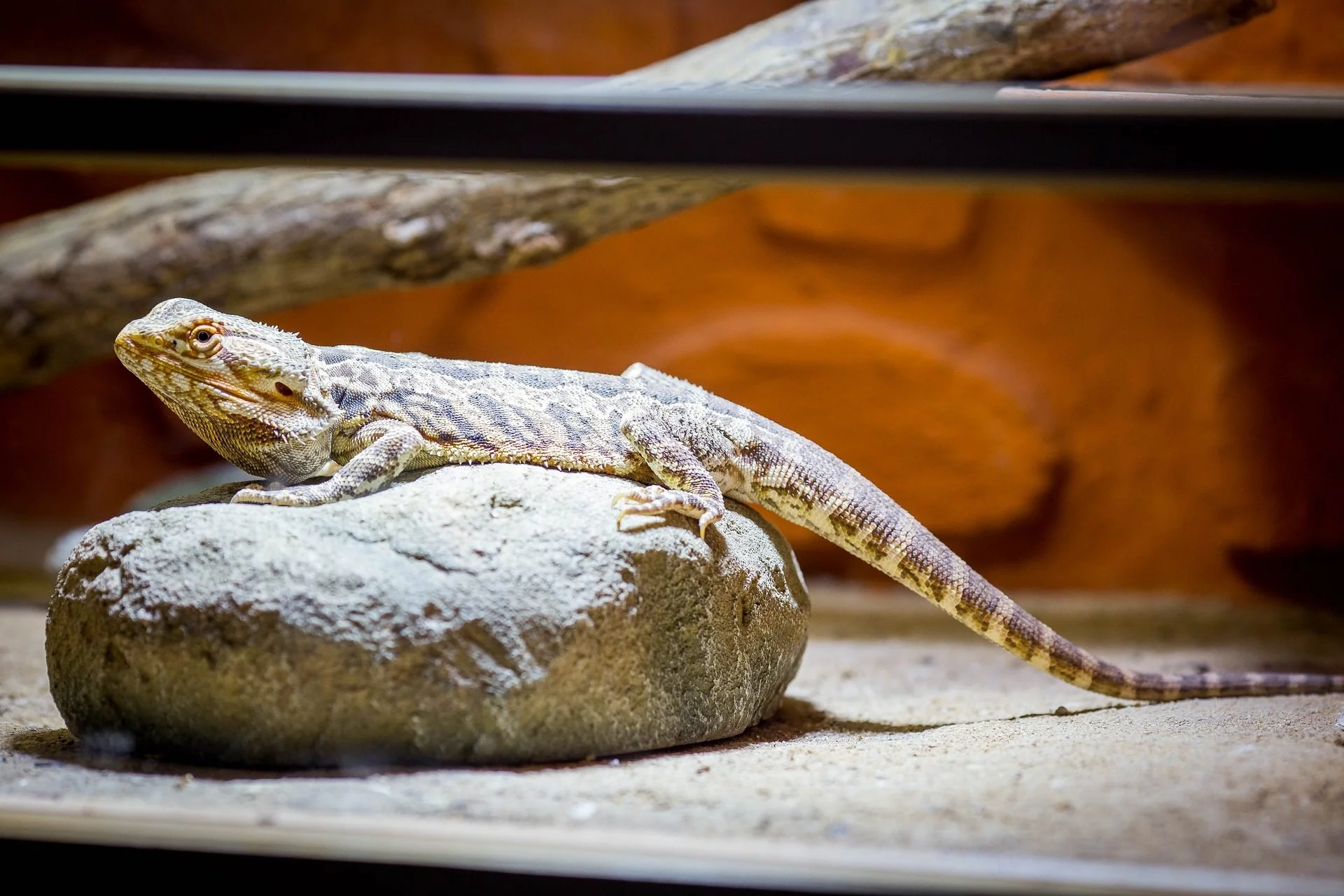bearded dragon winter