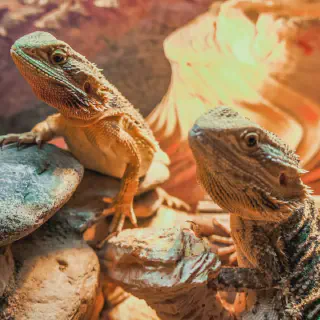 img/172_bearded-dragon-heating-needs.webp