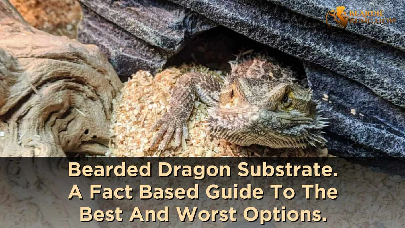 bearded dragon cleaning