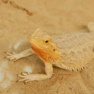 img/173_bearded-dragon-substrate-overview.webp