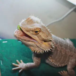 img/175_bearded-dragon-playing.webp