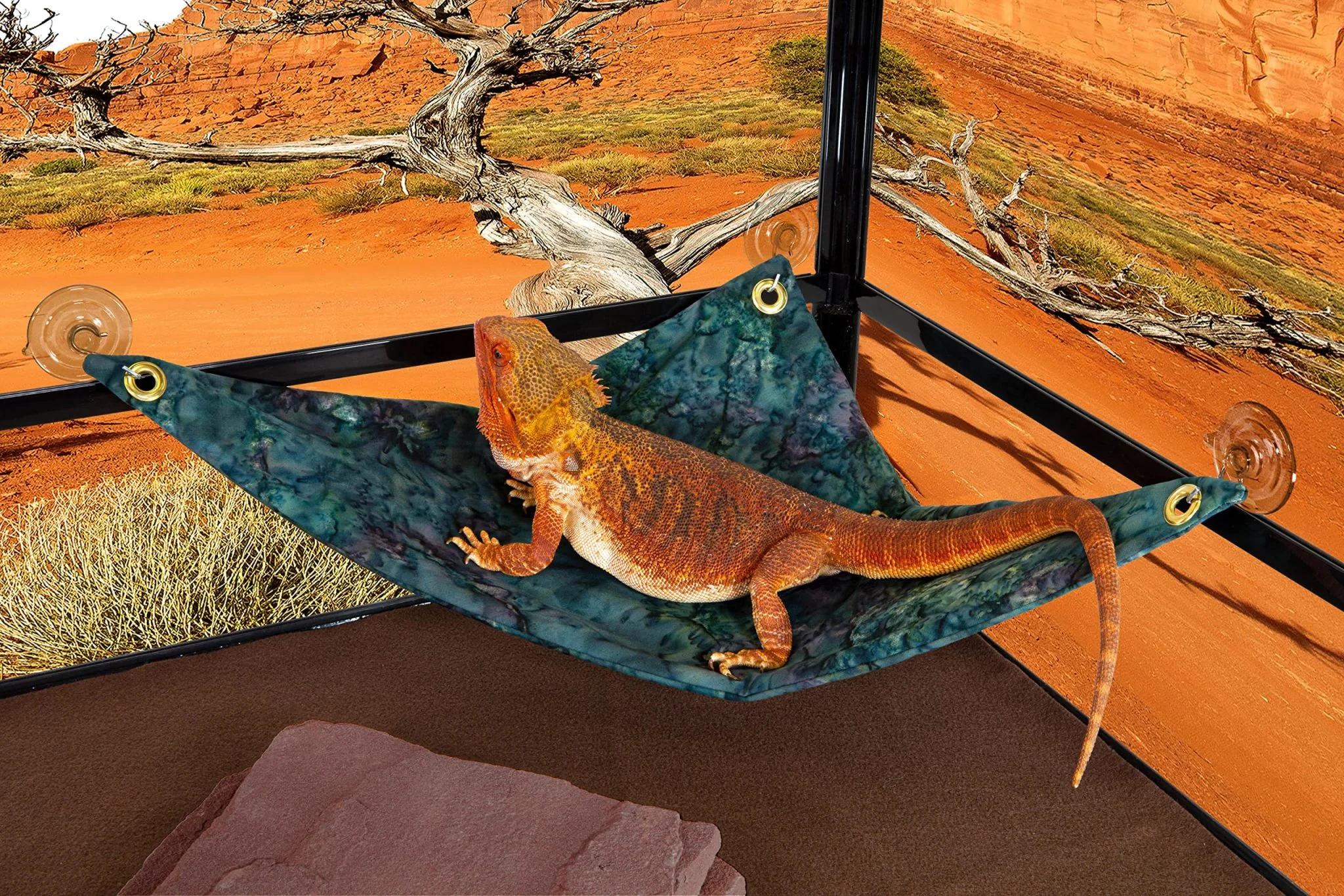 bearded dragon cleaning