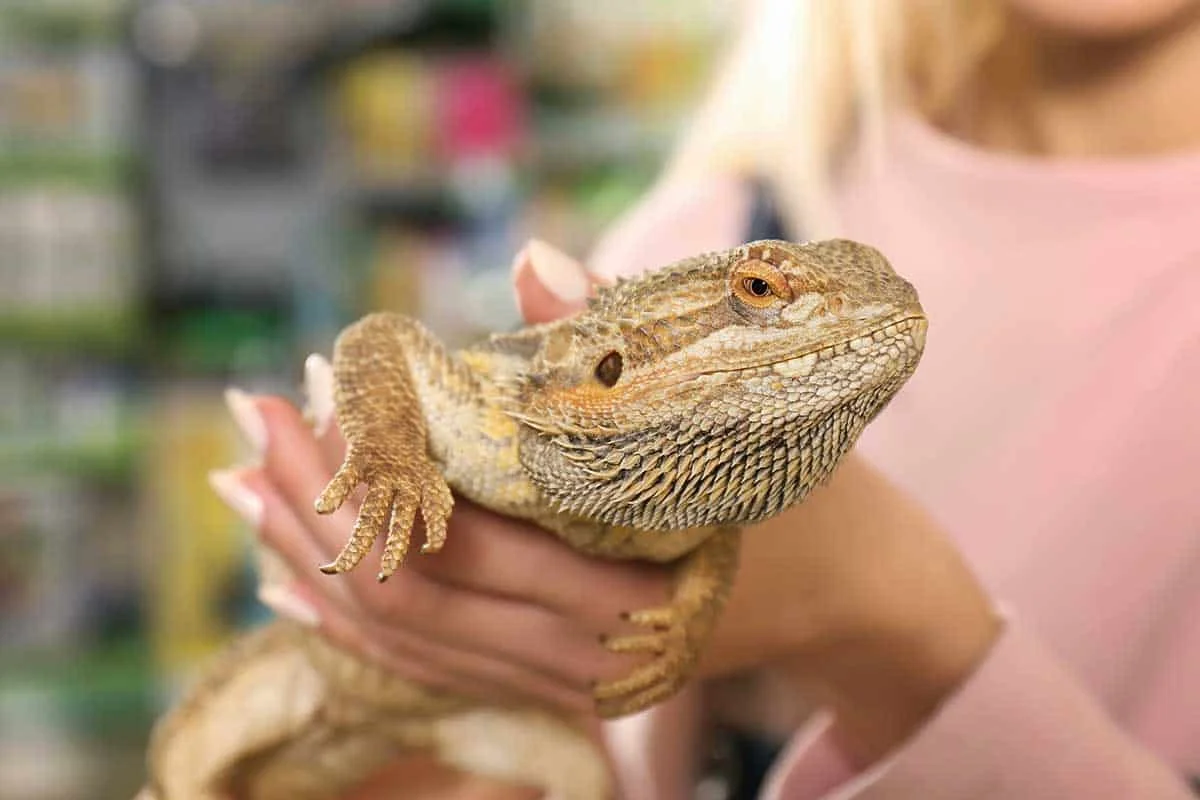 img/176_healthy-bearded-dragon.webp