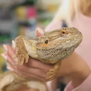 img/176_healthy-bearded-dragon.webp