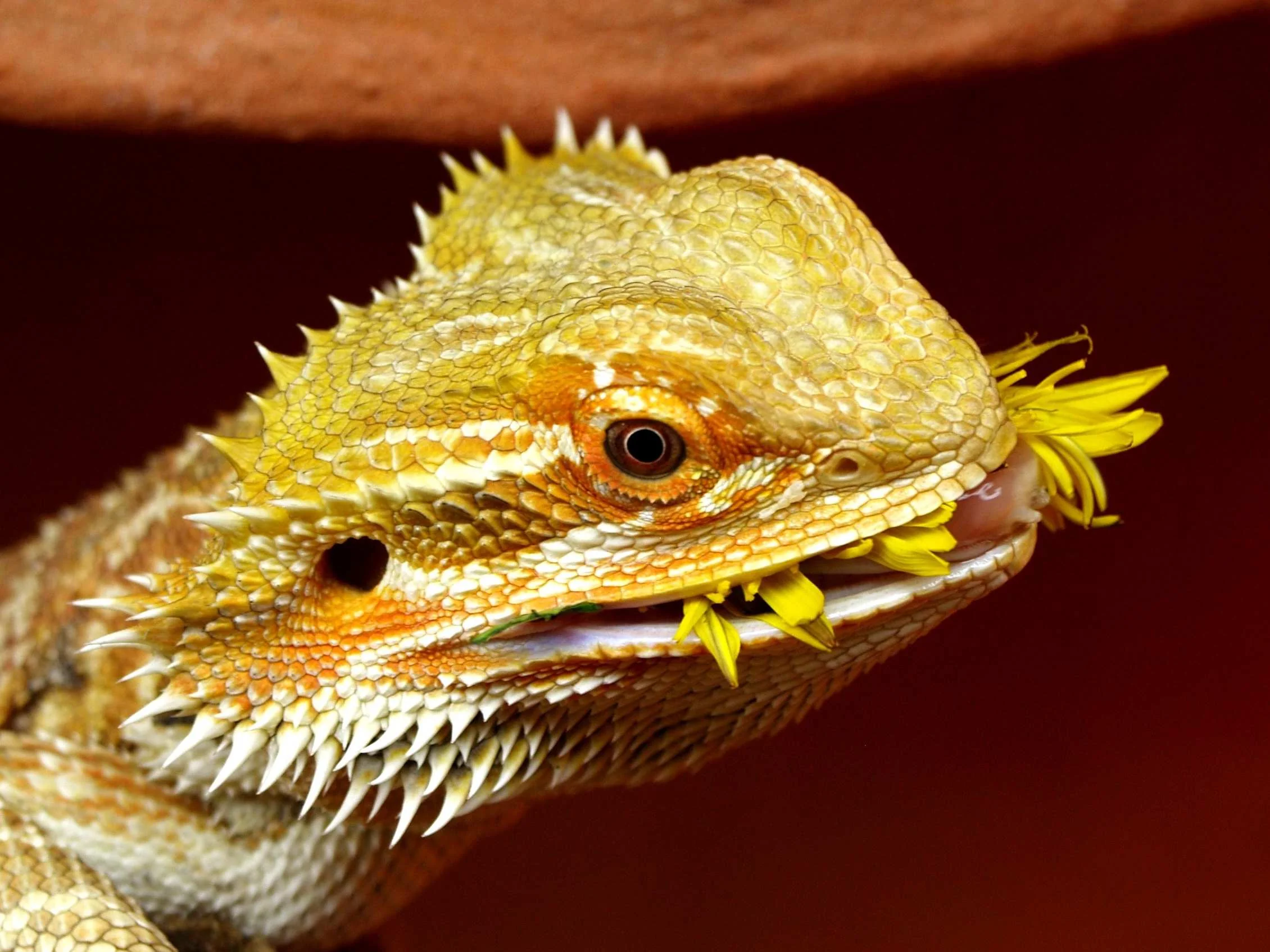 bearded dragon supplements