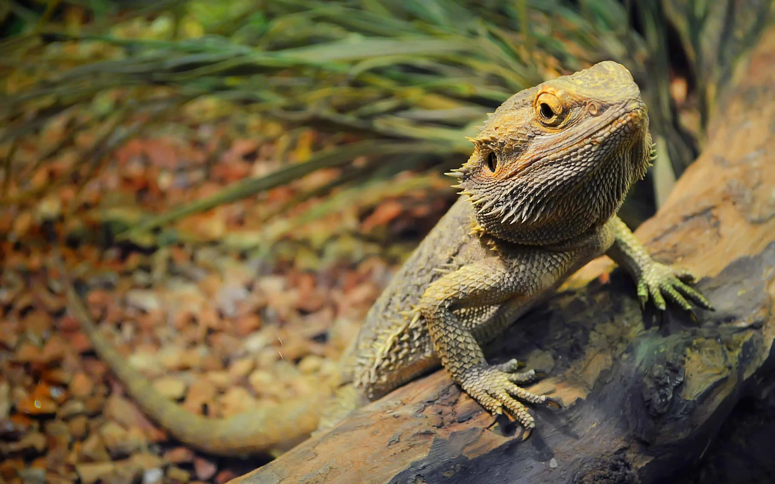 bearded dragon safe decor