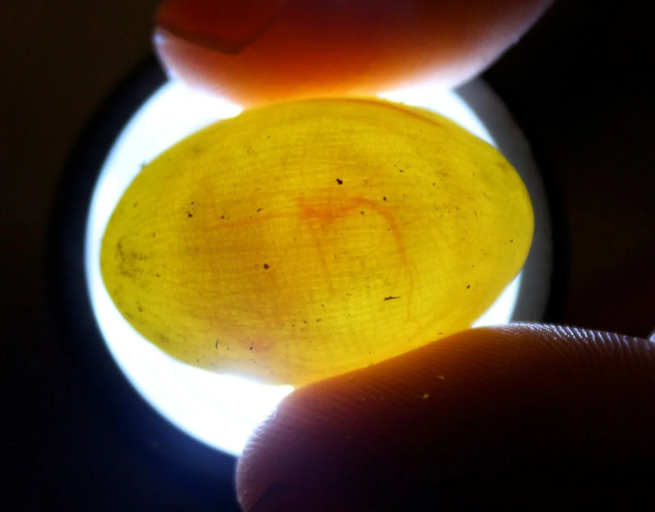 bearded dragon egg candling