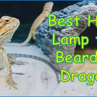 img/180_bearded-dragon-heat-source.webp