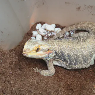 img/181_bearded-dragon-breeding-habitat.webp