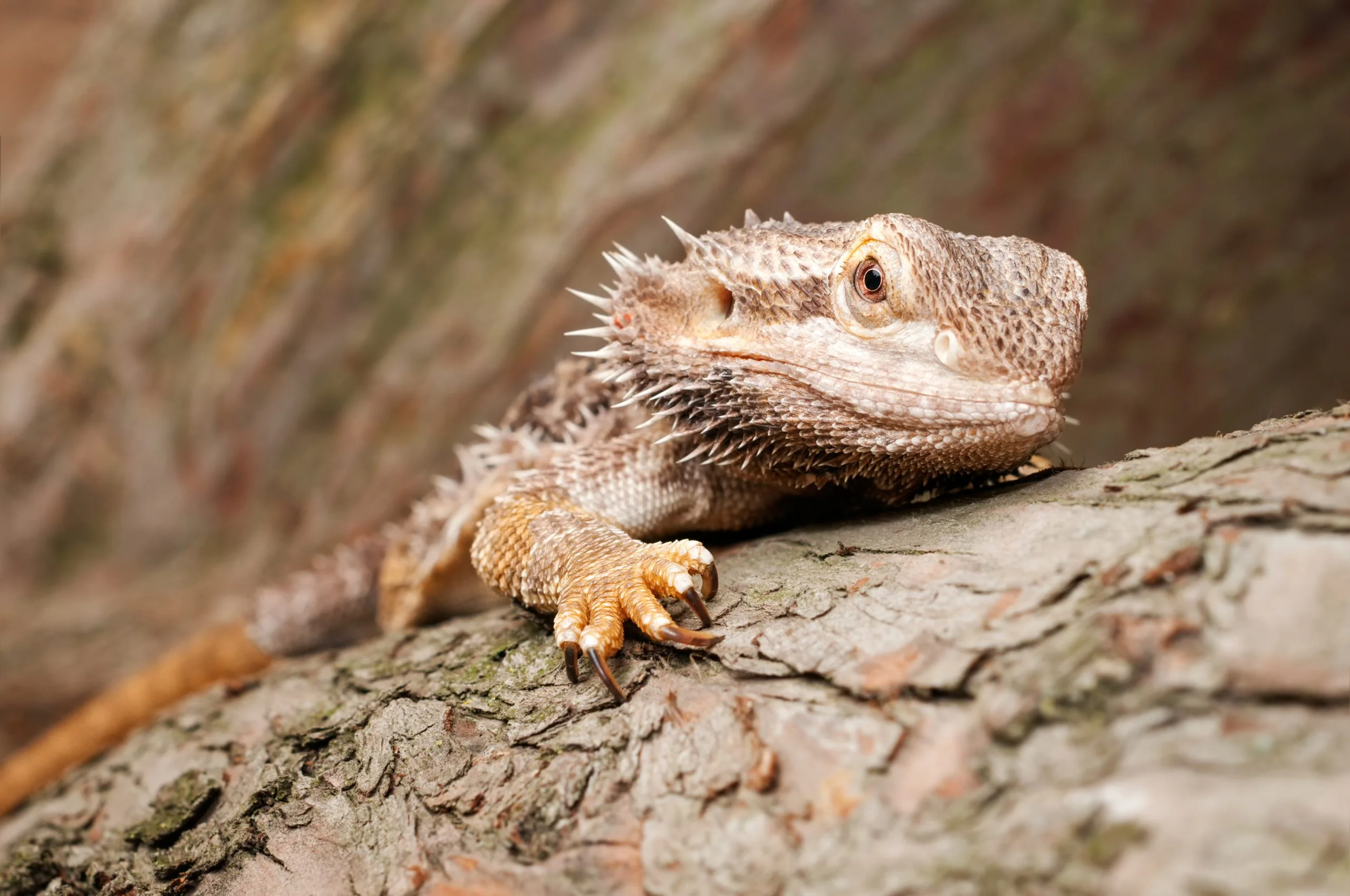 bearded dragon breeding setup