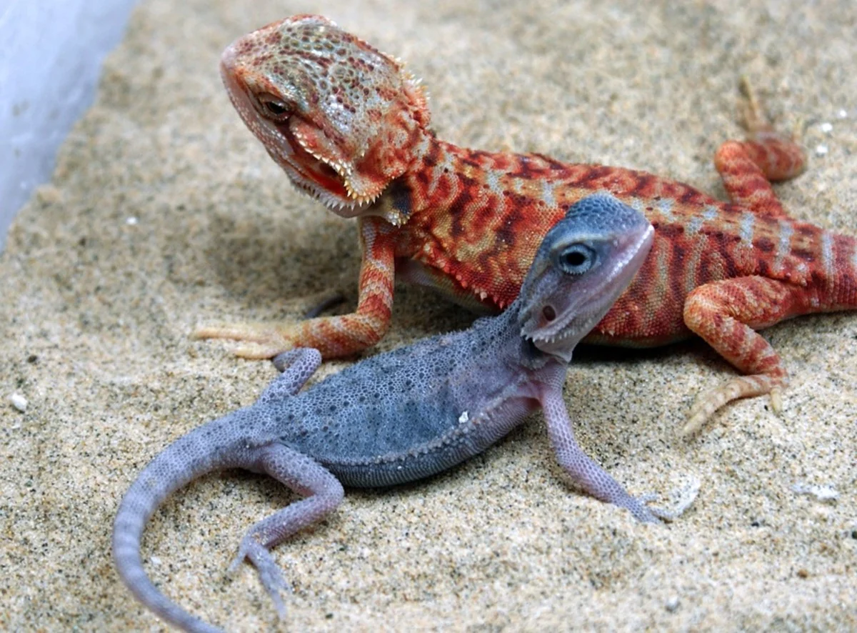 healthy bearded dragon