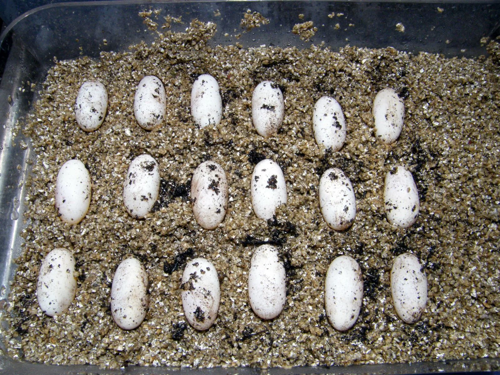 checking bearded dragon eggs
