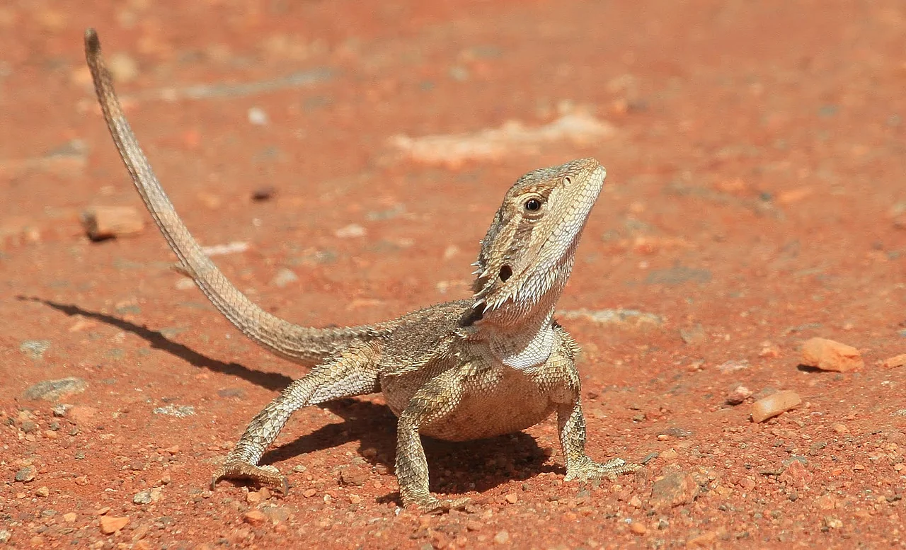 healthy bearded dragon hatchling