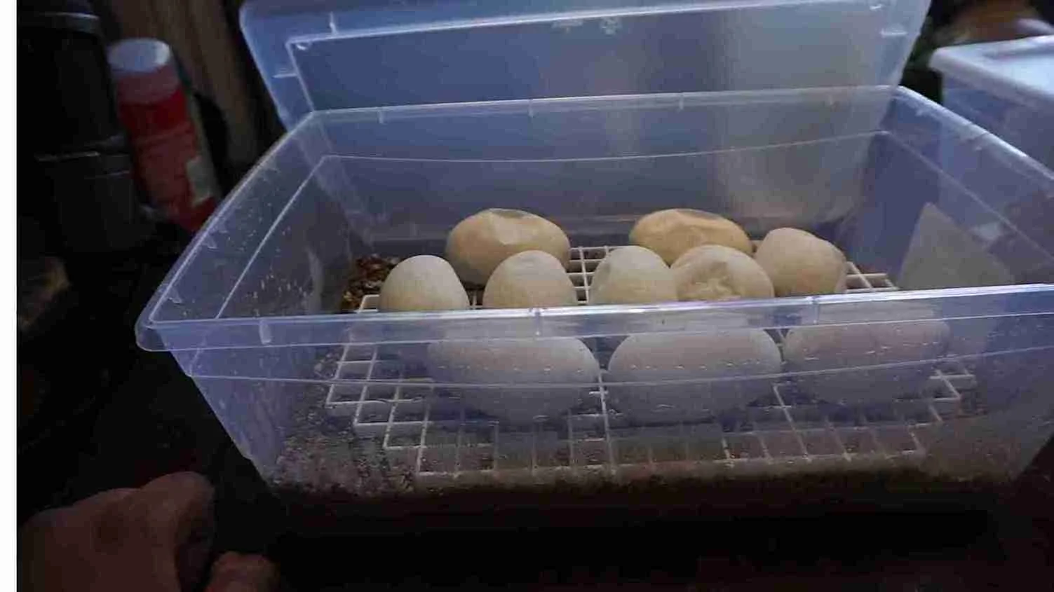 incubator for bearded dragons