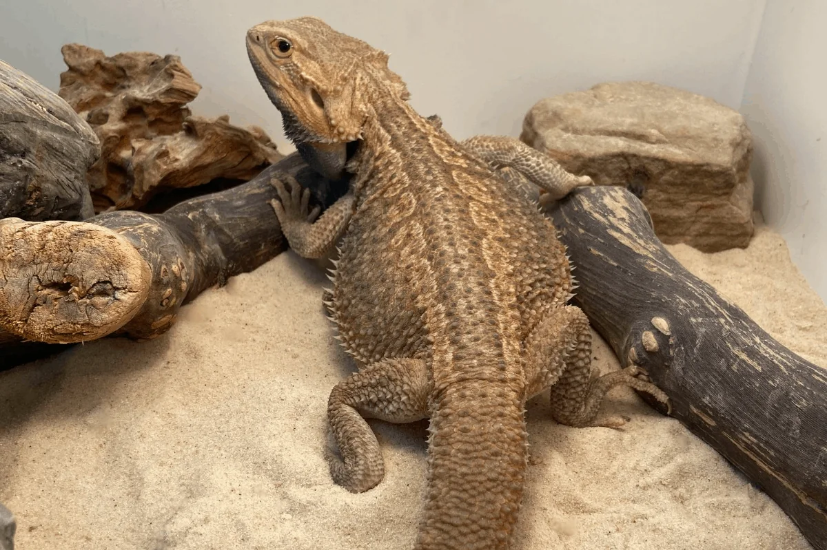 thermometer hygrometer bearded dragons