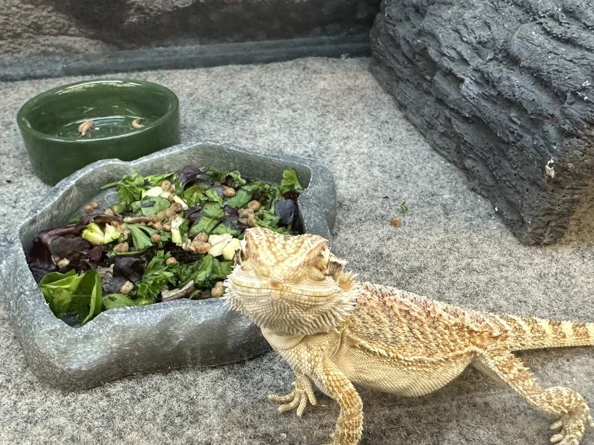 bearded dragon vegetables