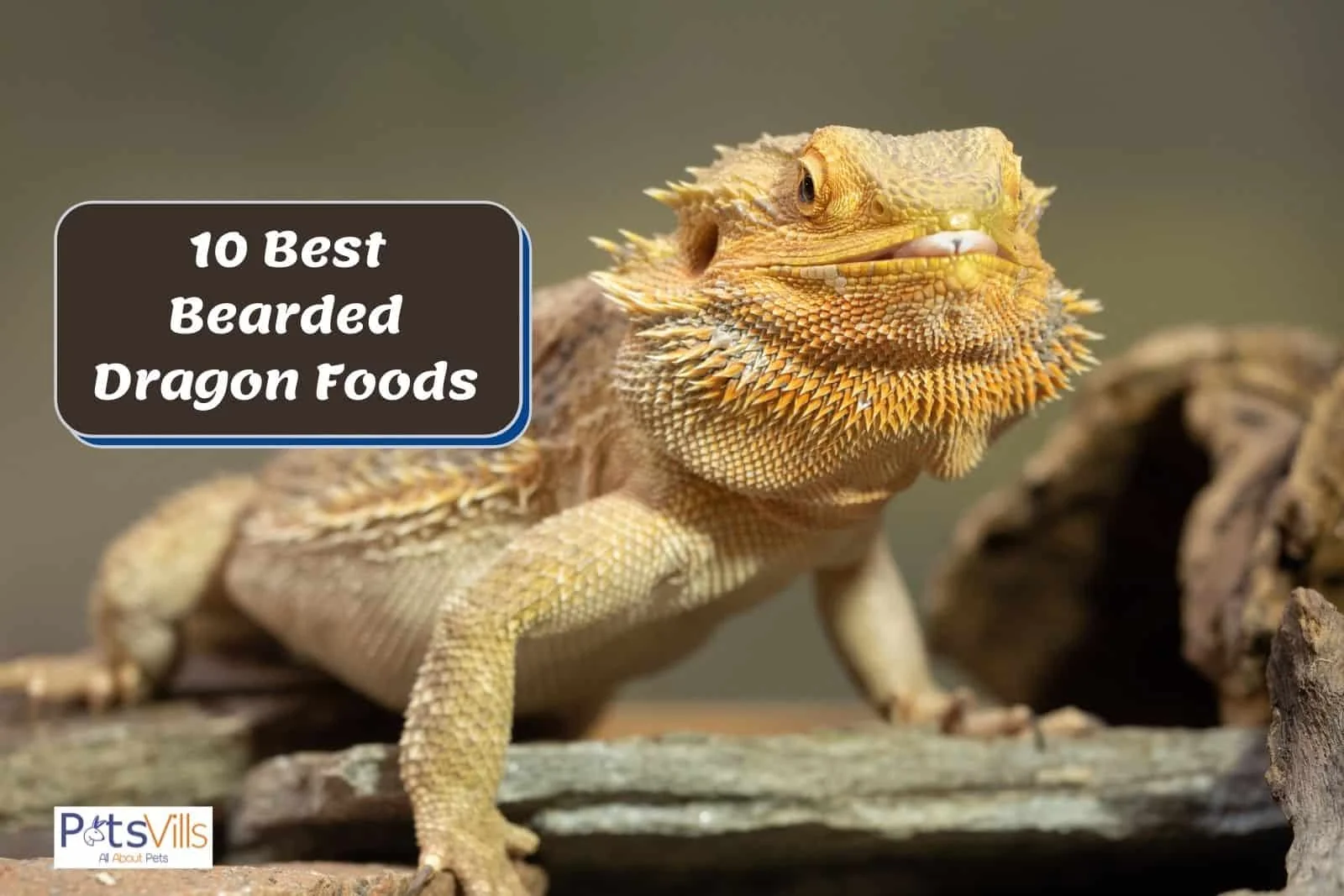 bearded dragon digestion issues