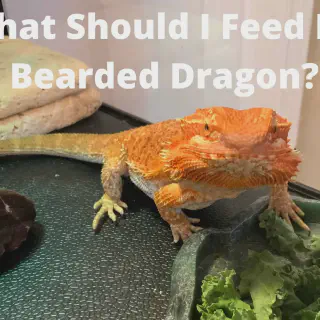 img/197_bearded-dragon-eating-greens.webp