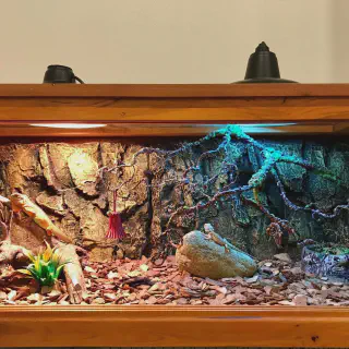 img/198_bearded-dragon-habitat-overview.webp