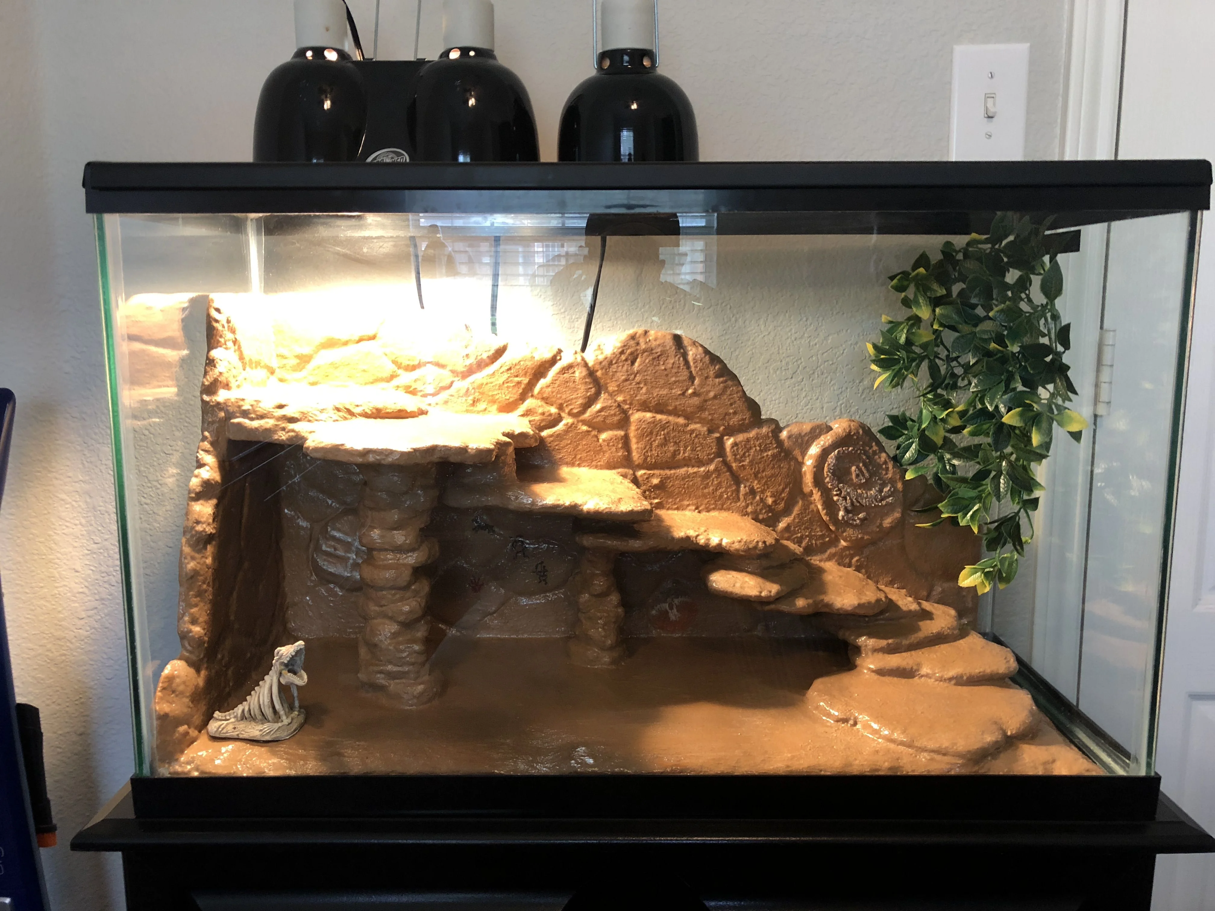 bearded dragon water dish