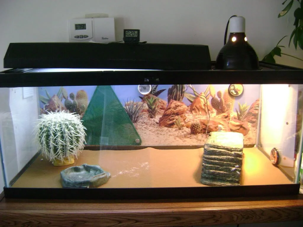 bearded dragon eating